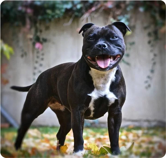 about-terrier-1