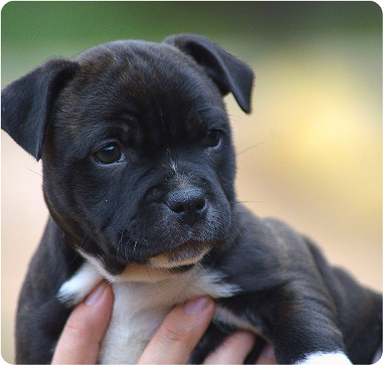 about-terrier-3